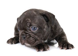 Obraz premium puppy french bulldog