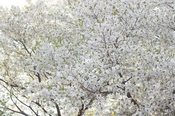 白い桜
