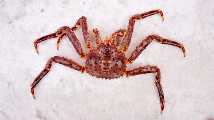 Kegani or Horsehair crab on snow.