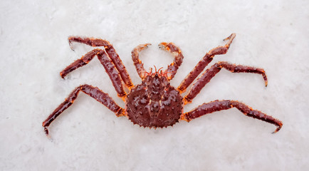 Kegani or Horsehair crab on snow.