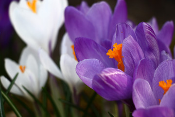 Early spring. Large flowers of crocuses. White and violet petals, bright orange stamens.