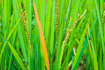 riceberry plant in green organic rice paddy field