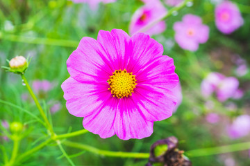 Cosmos flower in the garden, closeup