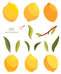 Lemon elements. Handpainted  vector lemon illustration. Use for postcard, print, invitations, packaging etc. - 242254706