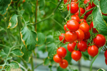 Fresh ripe red tomatoes plant growth in organic greenhouse garden ready to harvest