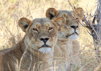 Close up of an African Lioness (Leo Panthera) resting on dry grass looking directly into camera, with another in the background. Hwange National Park