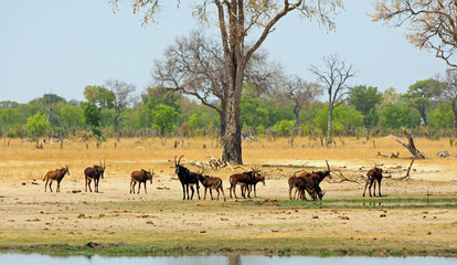 Large Herd of Sable Antelope standing on the open plains in Hwange National park, with a natural bushveld background