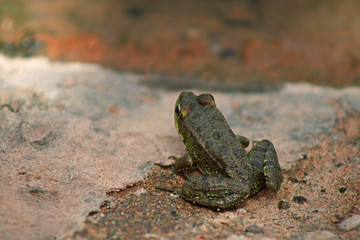 toad