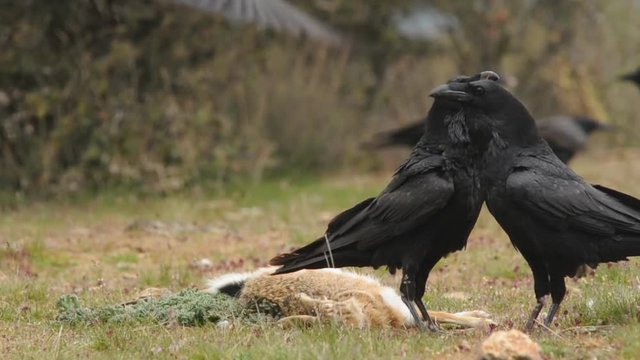 Cuevos con una liebre en el campo