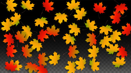 Fototapeta premium September Vector Background with Golden Falling Leaves. Autumn Illustration with Maple Red, Orange, Yellow Foliage. Isolated Leaf on Transparent Background. Bright Swirl. Suitable for Posters.