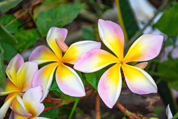 Yellow flowers or Plumeria obtusa in garden.