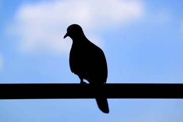 Silhouette of a Wild Zebra Dove Perching on the Fence against Blurry Blue Cloudy Sky 