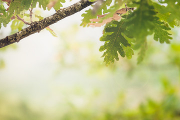 beautiful spring oak branch with leaves and copy space