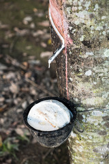Rubber tree and bowl filled with latex.