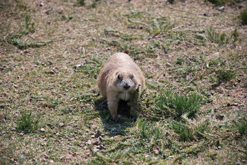 Prairie Dog