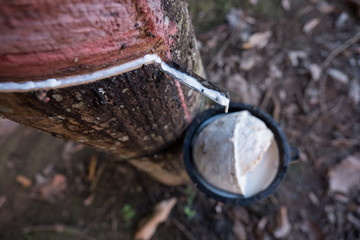 Fototapeta na wymiar Rubber tree and bowl filled with latex.