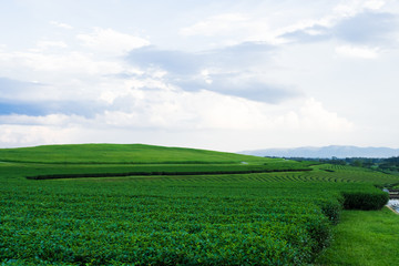 Tea Plantation and sky.