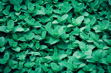 green mint plant in growth at vegetable garden