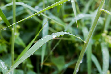 Dew on the leaves