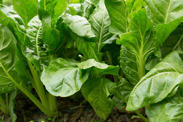 sliverbeet grow in vegetable garden