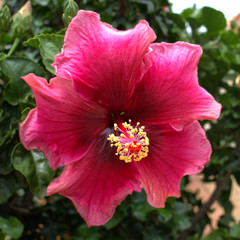 Dark pink hibiscus flower