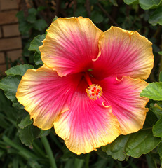 Pink and yellow hibiscus flower