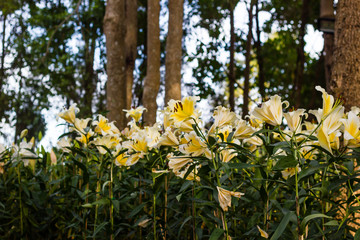 Obraz premium Beautiful flowers are blooming in the garden