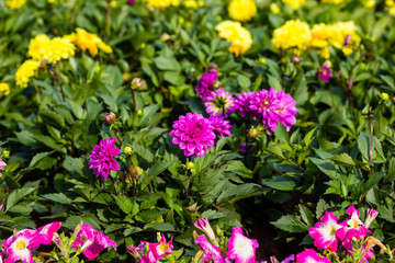 Beautiful flowers are blooming in the garden