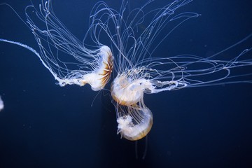 jellyfish, light