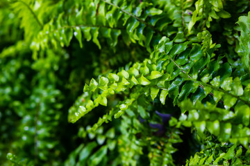 Beautiful ferns leaves in the forest