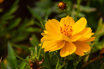 Beautiful Mexican Aster Yellow flower are blooming in the garden