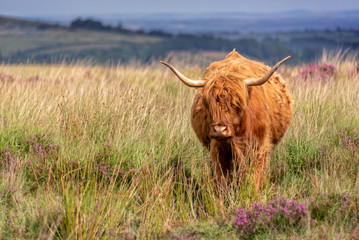 Highland cow in Dartmoor, Devon, UK