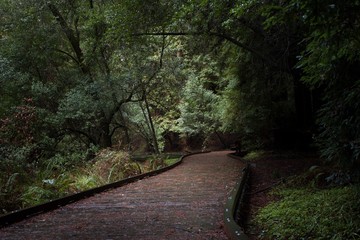 Path to the Forest