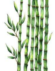 Hand drawn bamboo illustration watercolor