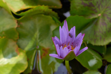 The Beautiful Purple lotus flower in the water, Close up lotus flower in natural