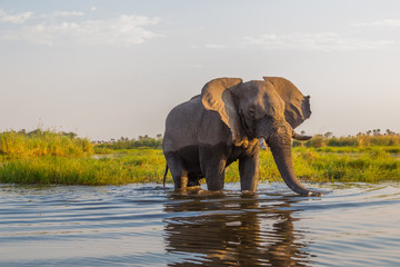 Fototapeta na wymiar front view portrait natural african elephant (loxodonta africana) standing in water