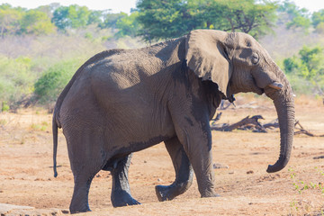 one african elephant (loxodonta africana) with broken tusk walking on sandy ground