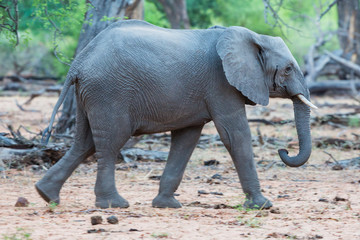 Fototapeta premium adolescent wild african elephant (loxodonta africana) walking
