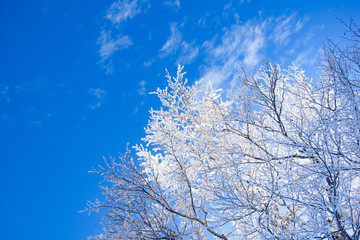 Branches of a tree covered with a thick layer of snow on sky background in snowfall, 3 5 Pigadia, Naousa, Greece.
