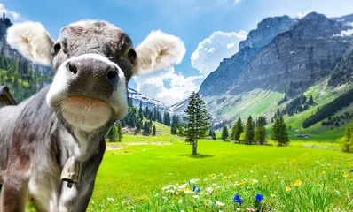 Deurstickers Kuh in den Alpen © by-studio