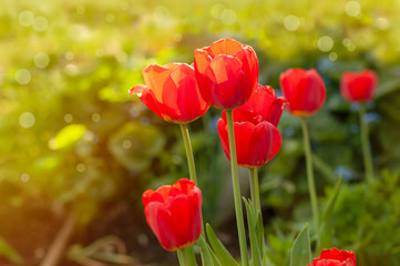 Spring flowers, tulips in the garden with space for text, spring concept