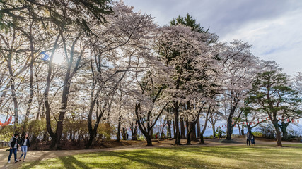 Obraz premium 春の沼田城址の風景