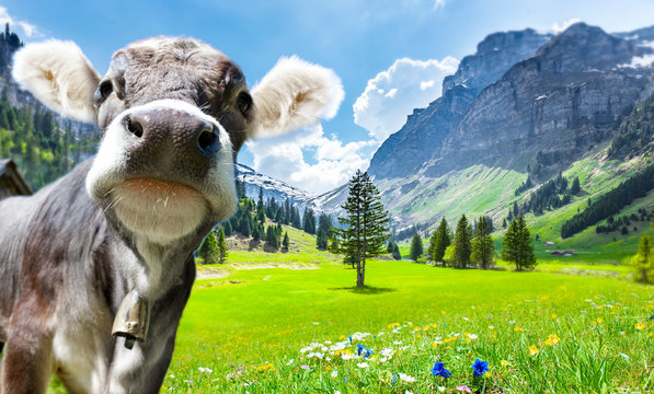 Kuh in den Alpen