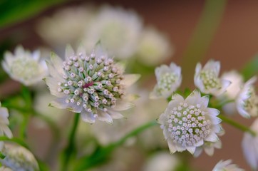 Beautiful special flower macro view in full blossom