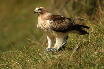 Aguila calzada con una presa