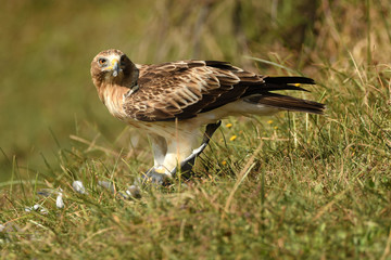 Aguila calzada en el campo