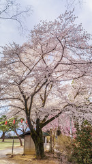 春の沼田城址の風景