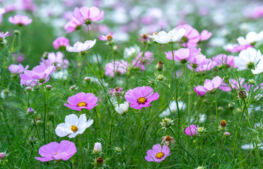 Cosmos bipinnatus flowers shine in the flower garden with colorful shimmering bonsai and beautiful. This flower is like stars sparkling in the sky