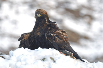 aguila real hembra adulta