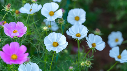 Cosmos bipinnatus flowers shine in the flower garden with colorful shimmering bonsai and beautiful. This flower is like stars sparkling in the sky